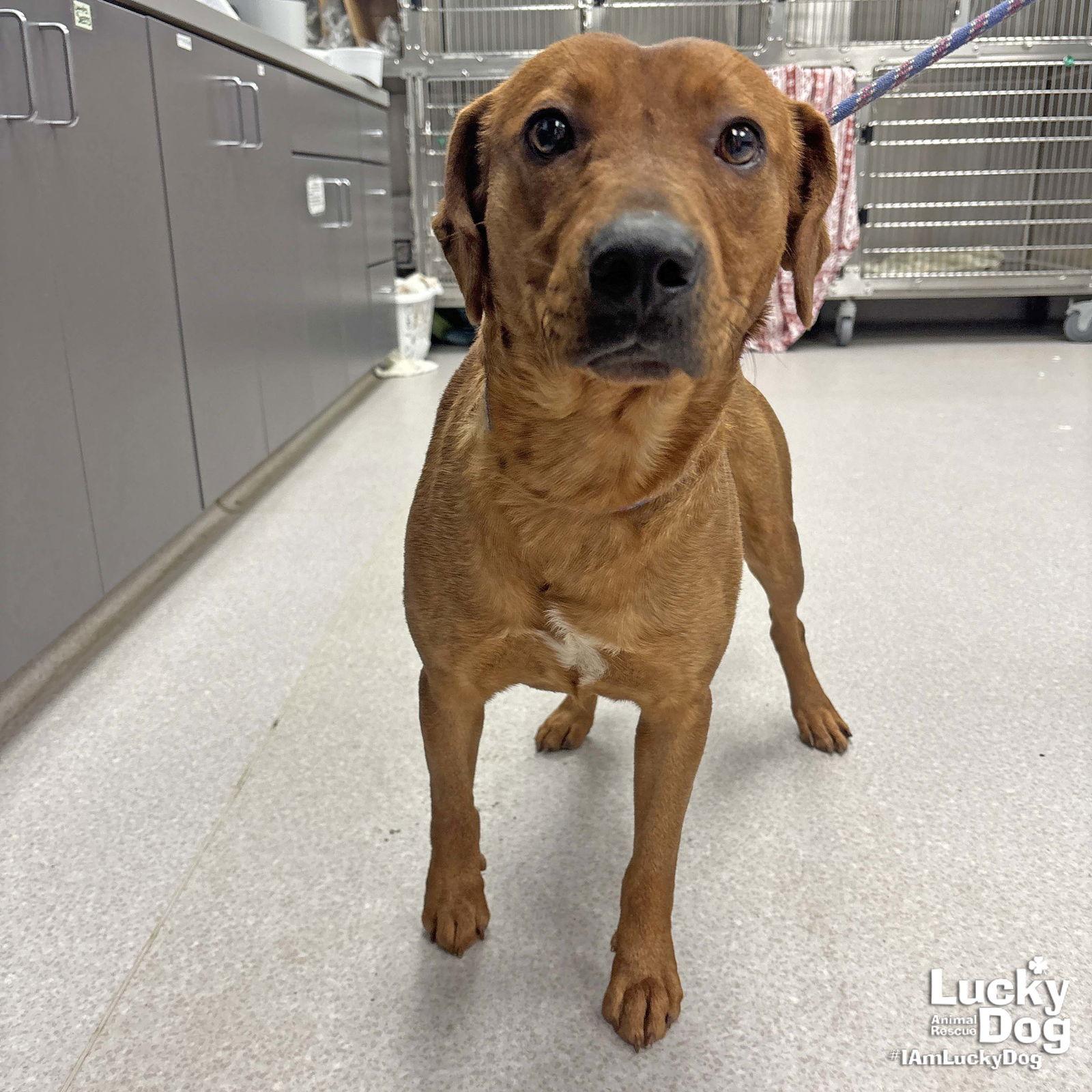 Blueberry thumbnail 3