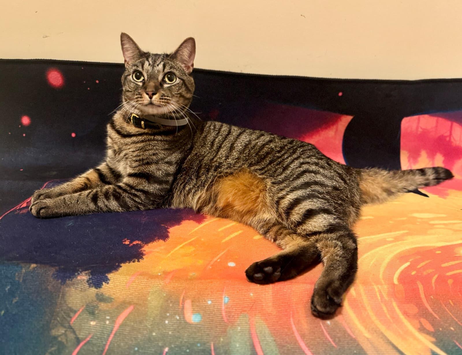 Enlarge Martini, a ADOPTABLE Domestic Short Hair in Odenton, MD image 2/5