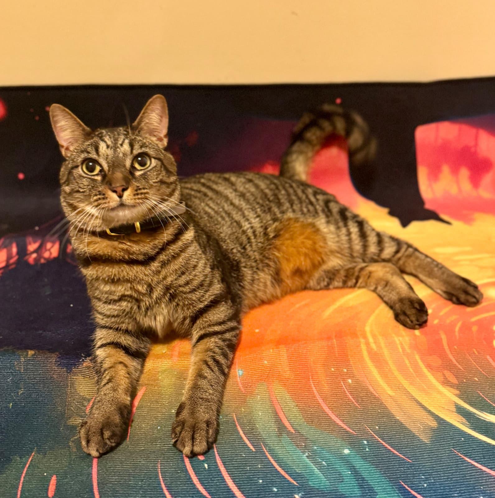 Enlarge Martini, a ADOPTABLE Domestic Short Hair in Odenton, MD image 1/5