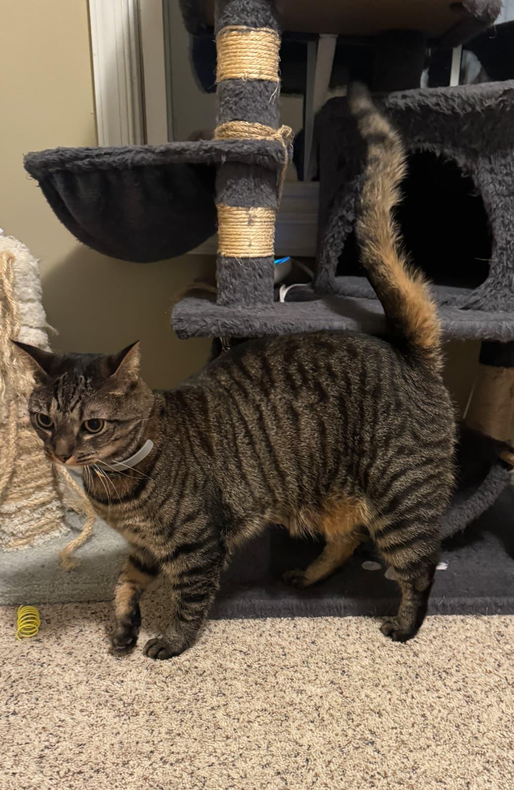 Enlarge Martini, a ADOPTABLE Domestic Short Hair in Odenton, MD image 3/5
