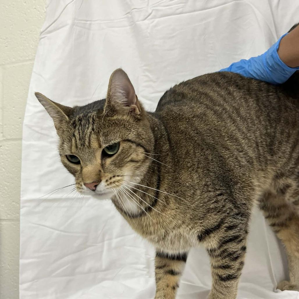 Enlarge Tolkien, a Adoptable Domestic Short Hair in Harrisonburg, VA image 1/5