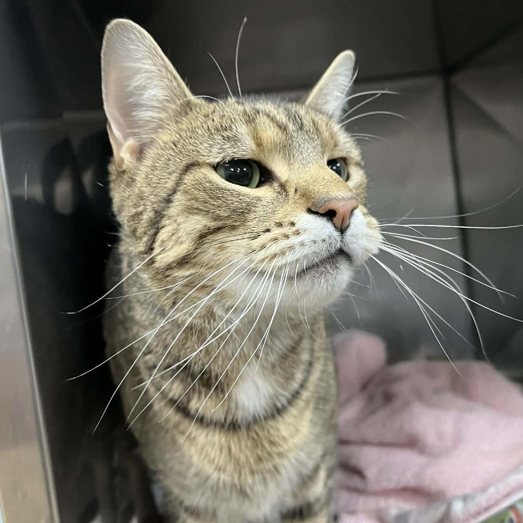 Enlarge Tolkien, a Adoptable Domestic Short Hair in Harrisonburg, VA image 2/5