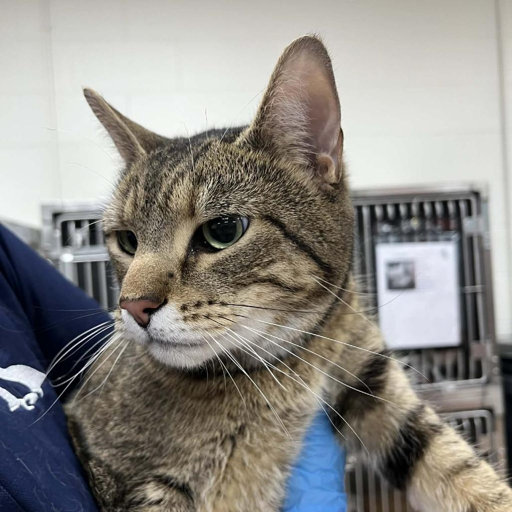 Enlarge Tolkien, a Adoptable Domestic Short Hair in Harrisonburg, VA image 3/5