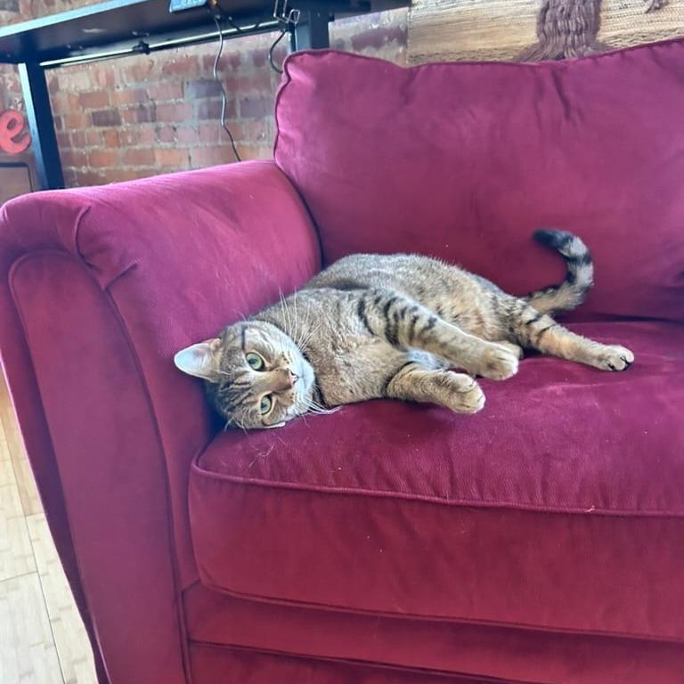 Enlarge Tolkien, a Adoptable Domestic Short Hair in Harrisonburg, VA image 4/5