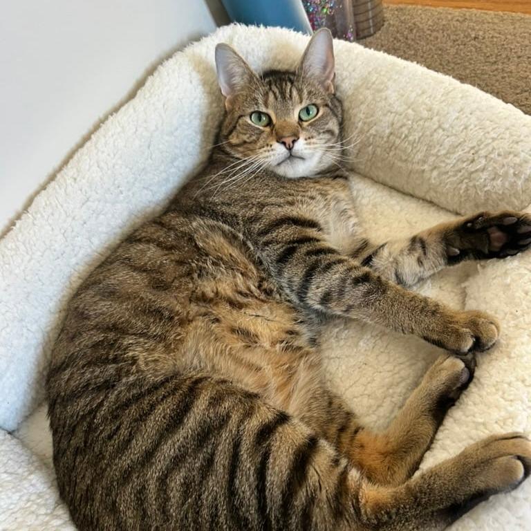 Enlarge Tolkien, a Adoptable Domestic Short Hair in Harrisonburg, VA image 5/5