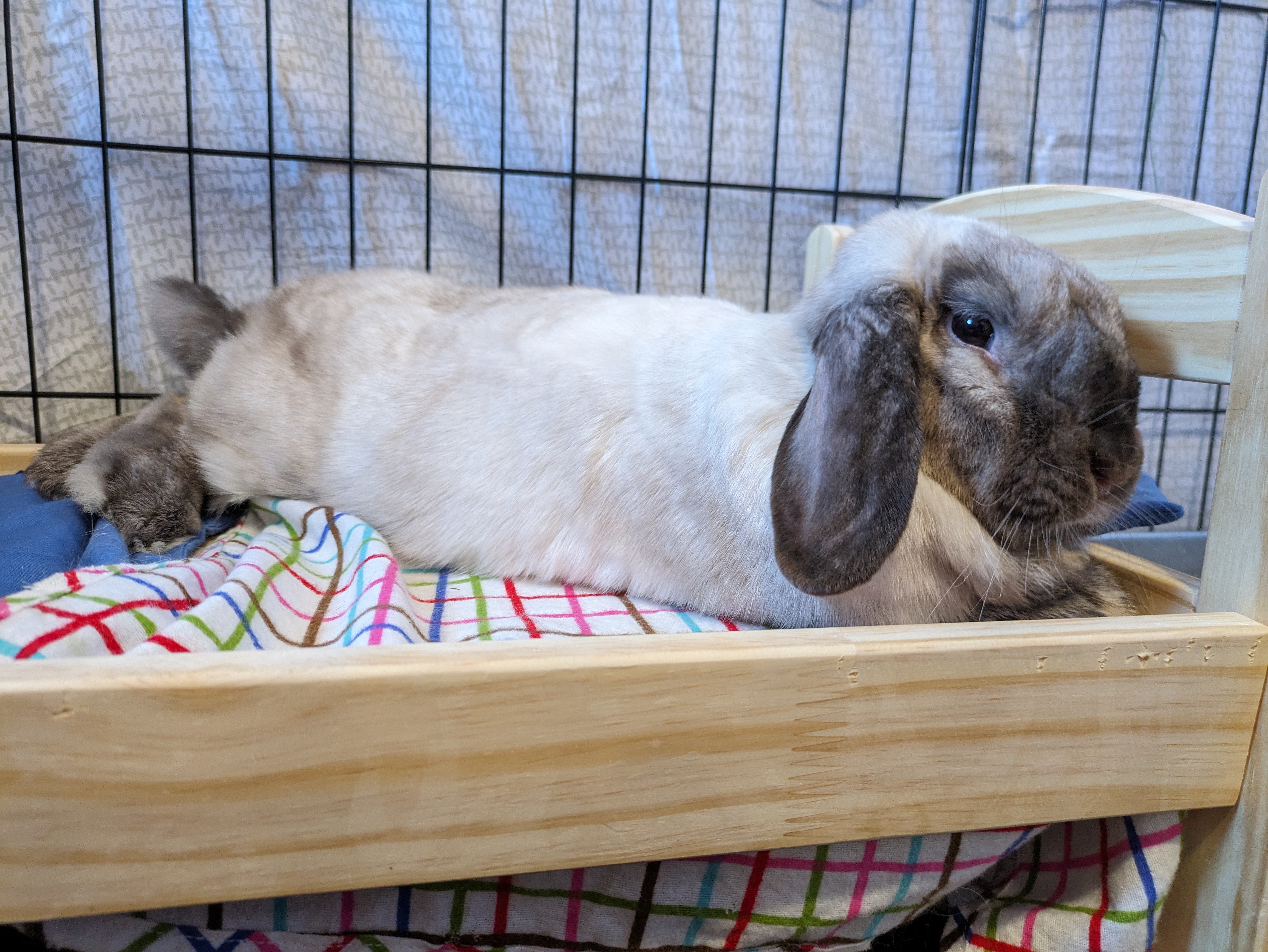 Enlarge Essie, a Adoptable Lop Eared in Cambridge, ON image 7/11