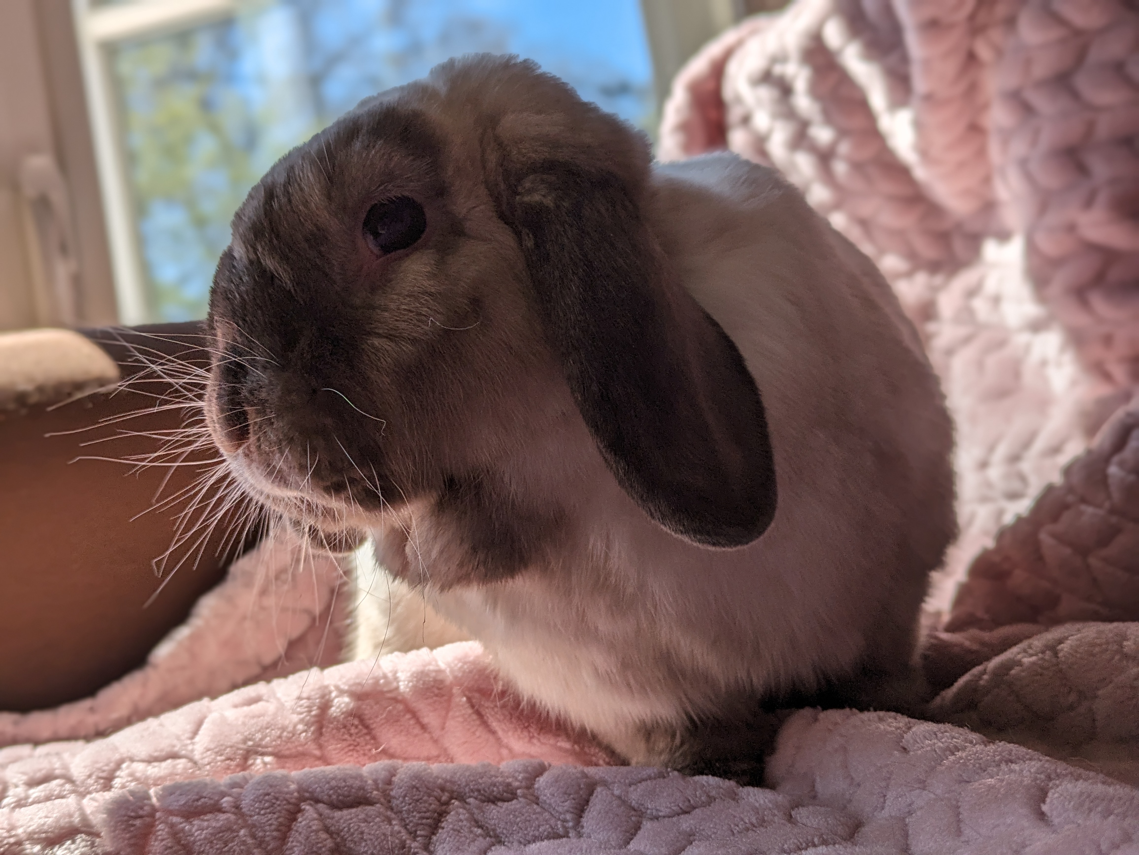 Enlarge Essie, a Adoptable Lop Eared in Cambridge, ON image 9/11