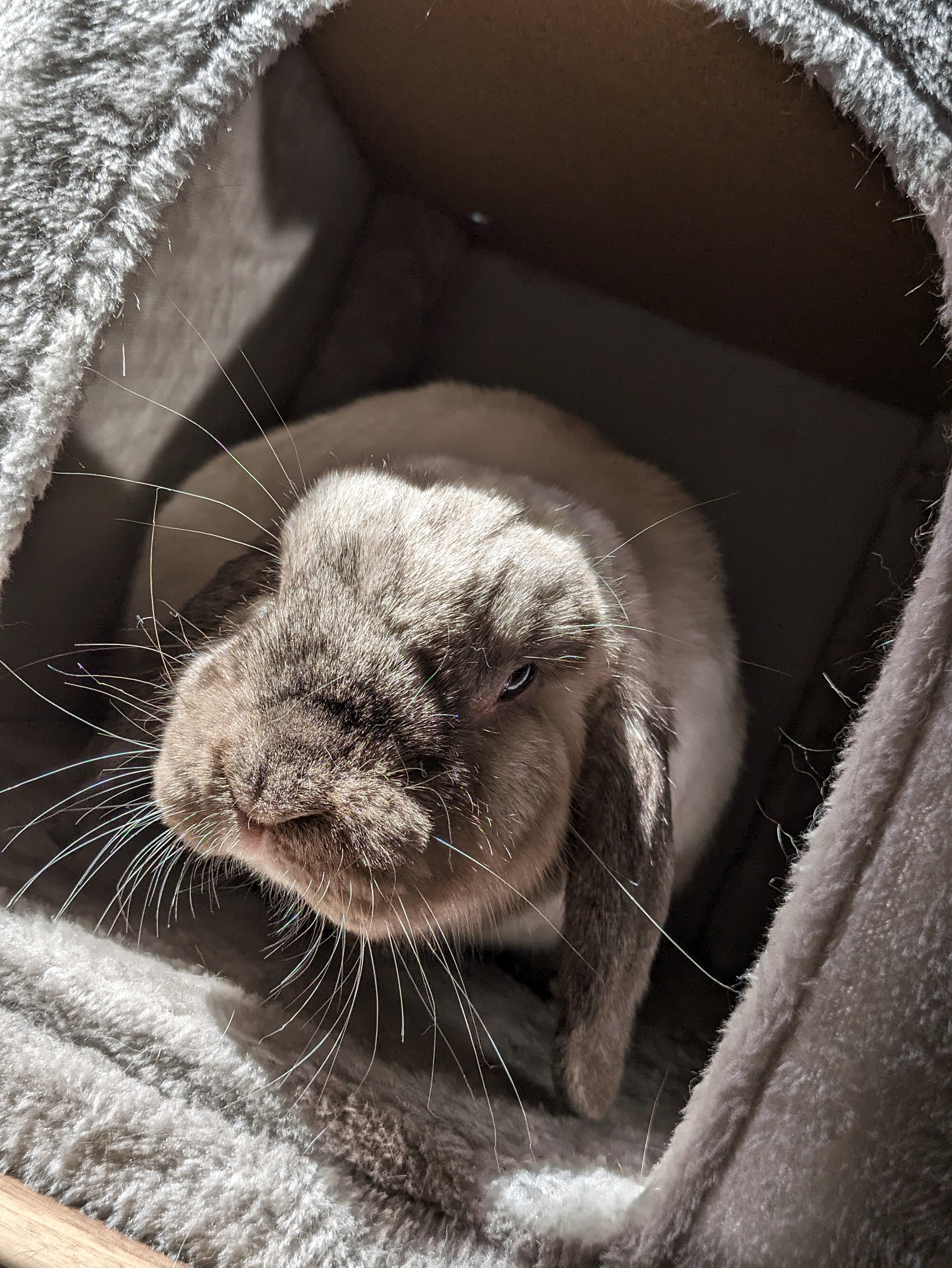 Enlarge Essie, a Adoptable Lop Eared in Cambridge, ON image 11/11