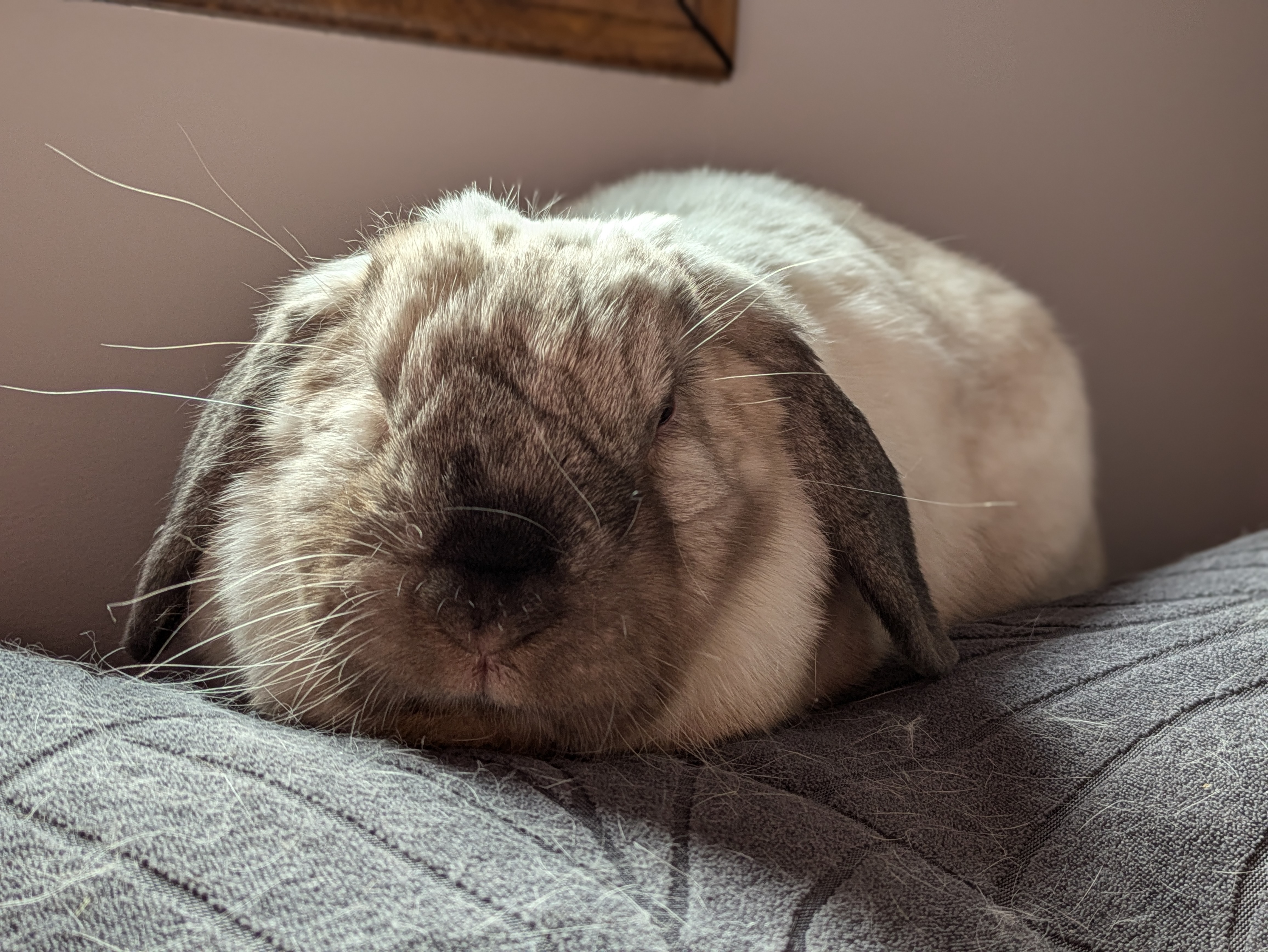 Enlarge Essie, a Adoptable Lop Eared in Cambridge, ON image 8/11