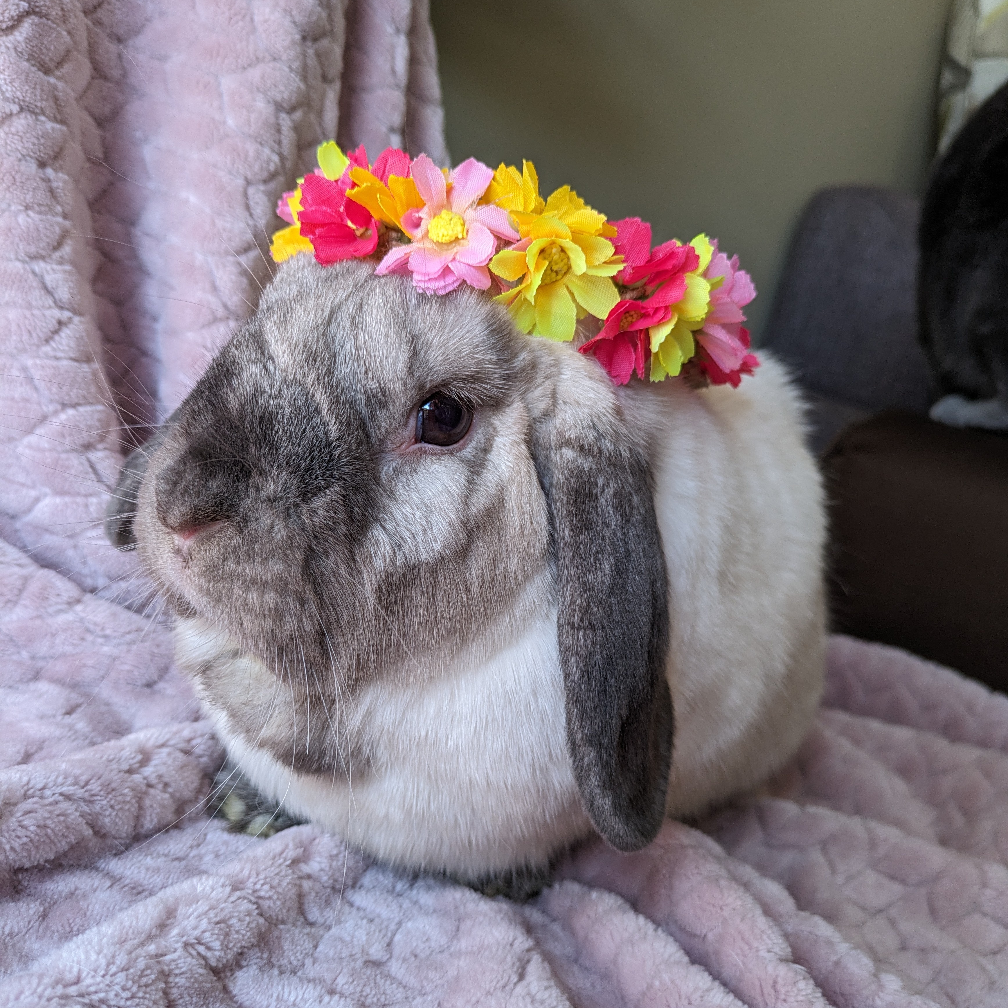 Essie, a Adoptable Lop Eared in Cambridge, ON image 1/11