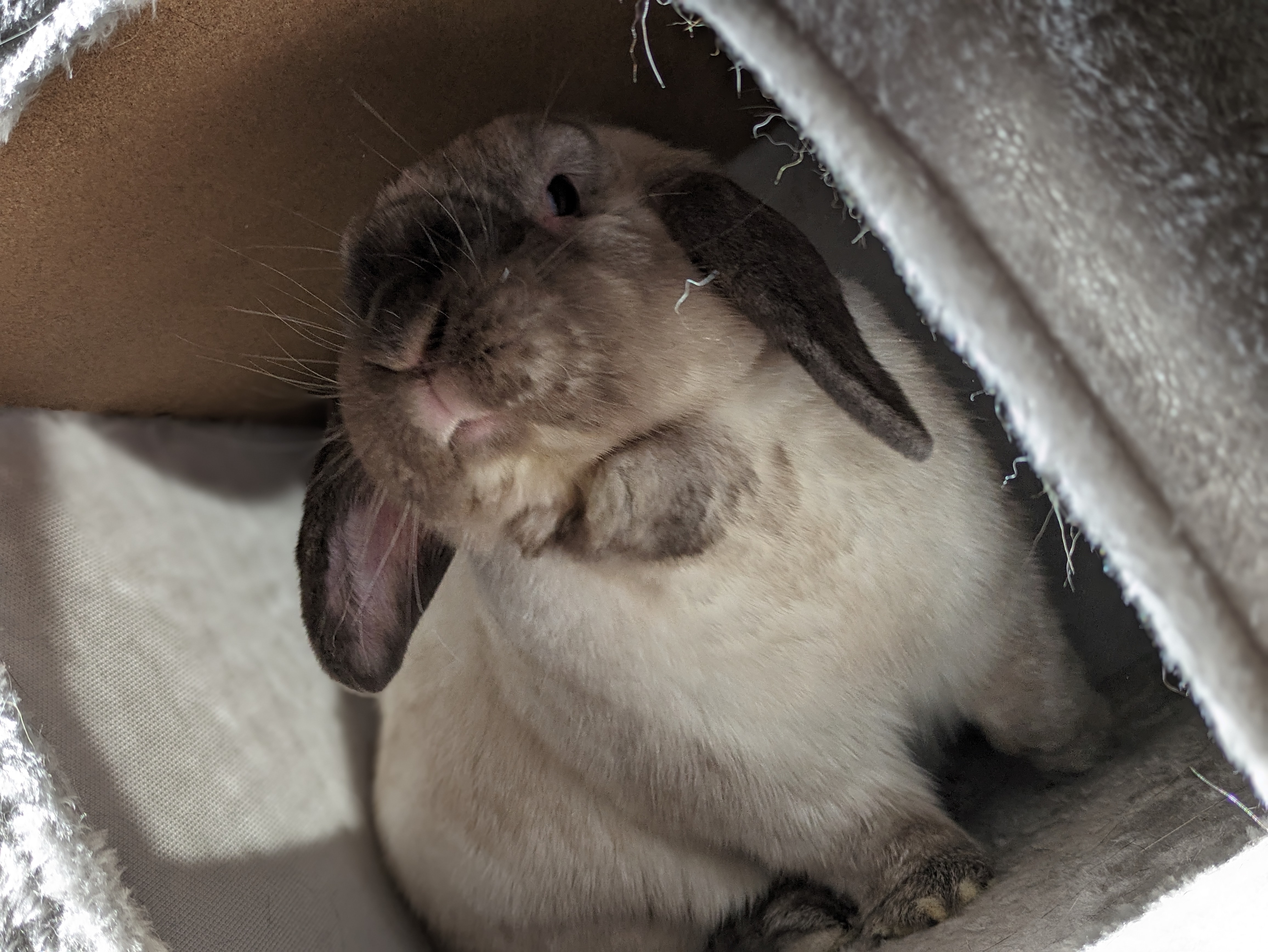Enlarge Essie, a Adoptable Lop Eared in Cambridge, ON image 10/11