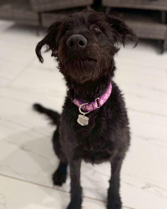 Enlarge Eleanor , a ADOPTABLE Labradoodle in POTOMAC, MD image 1/4