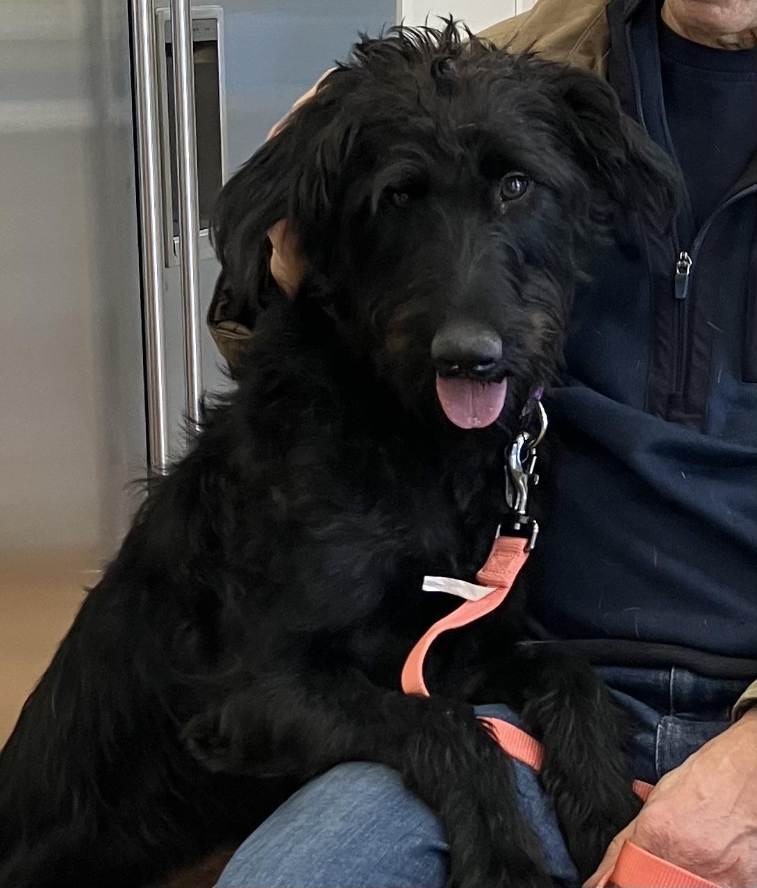 Enlarge Eleanor , a ADOPTABLE Labradoodle in POTOMAC, MD image 3/4