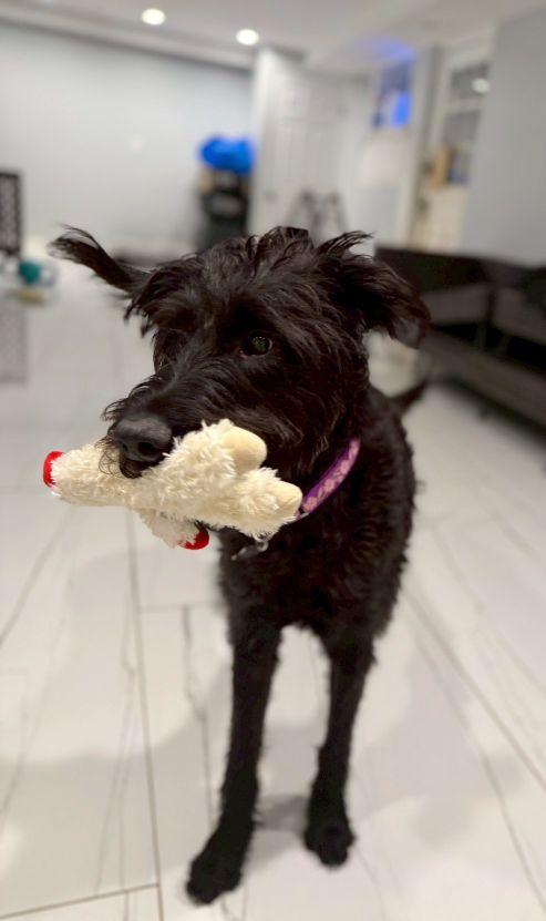 Enlarge Eleanor , a ADOPTABLE Labradoodle in POTOMAC, MD image 2/4
