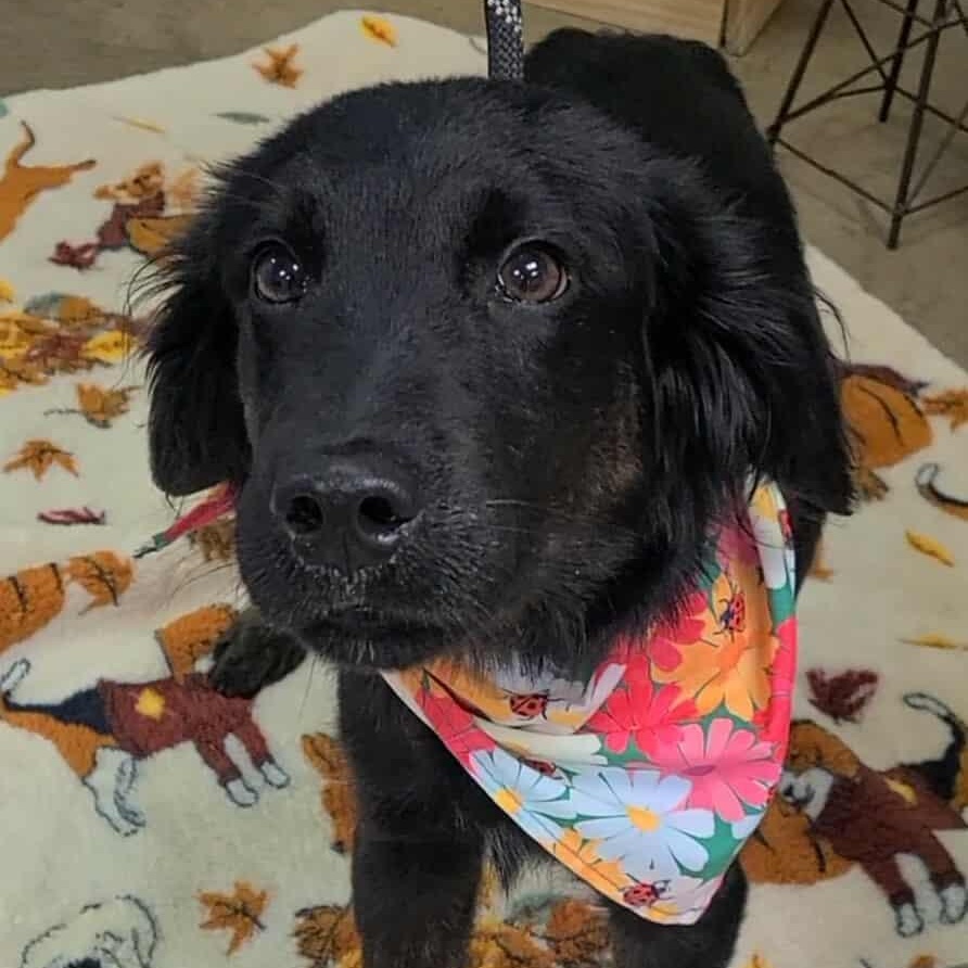 Jay, ADOPTABLE, Young Male Flat-Coated Retriever.