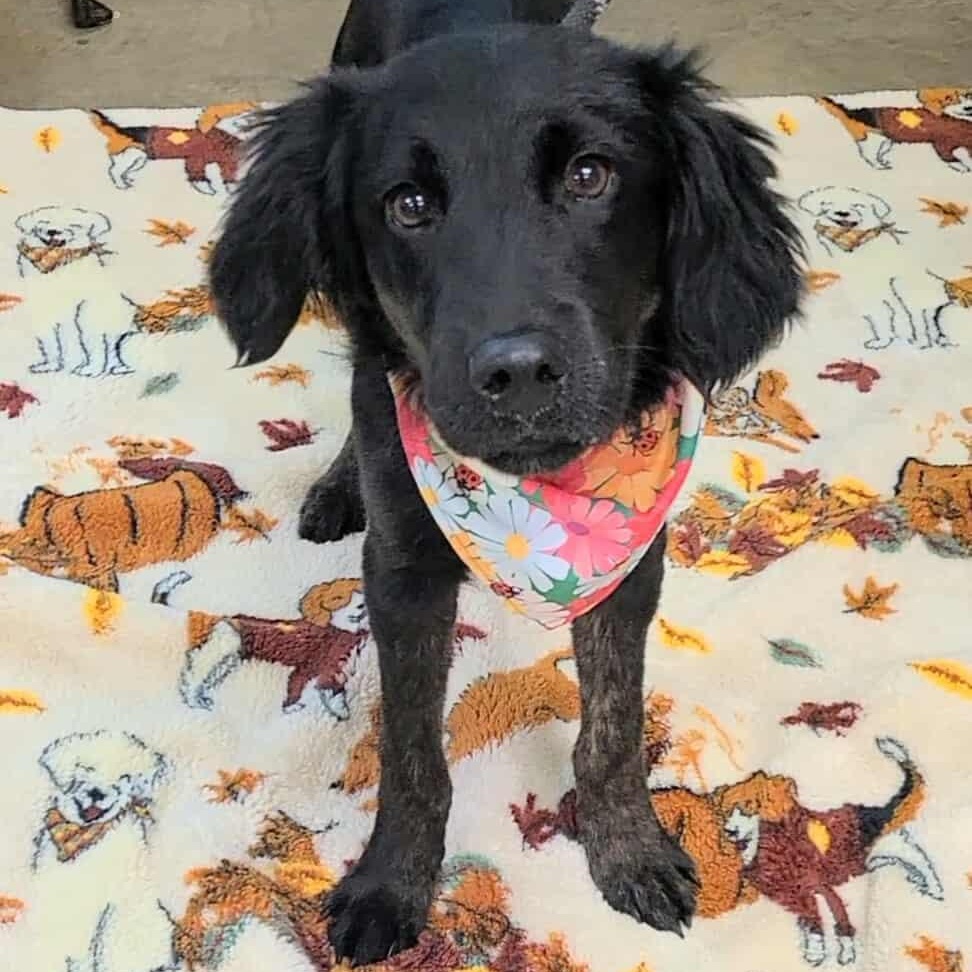 Jay, ADOPTABLE, Young Male Flat-Coated Retriever.