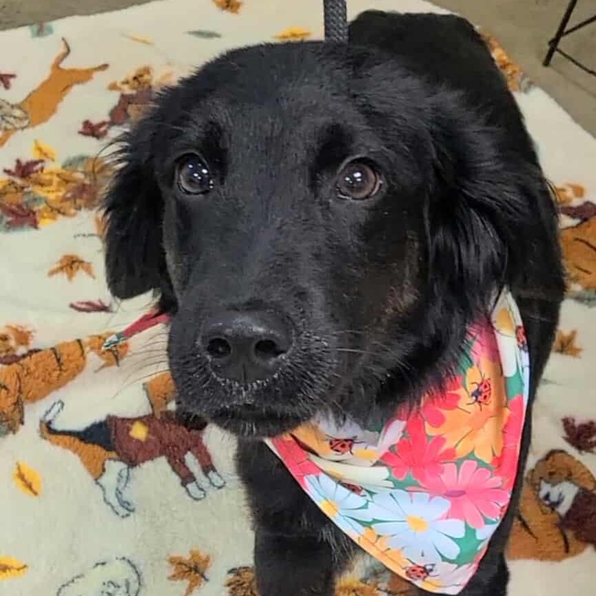 Enlarge Jay, a ADOPTABLE mixed breed in Woolwich, ME image 3/5