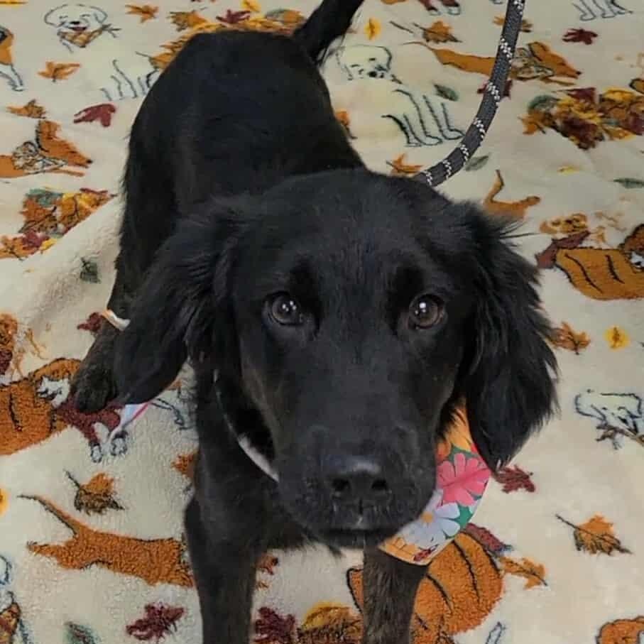 Enlarge Jay, a ADOPTABLE mixed breed in Woolwich, ME image 4/5