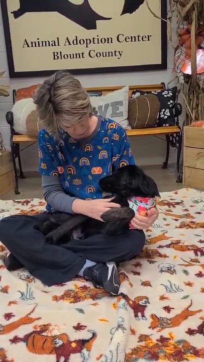 Enlarge Jay, a ADOPTABLE mixed breed in Woolwich, ME video 5/5