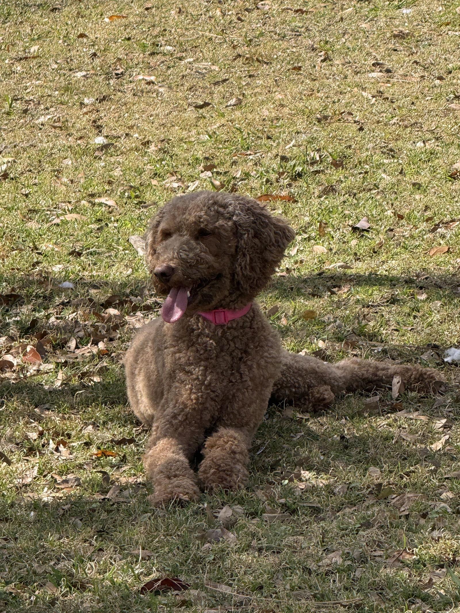 Enlarge Abbi, a Adoptable Poodle in Valrico, FL image 1/3