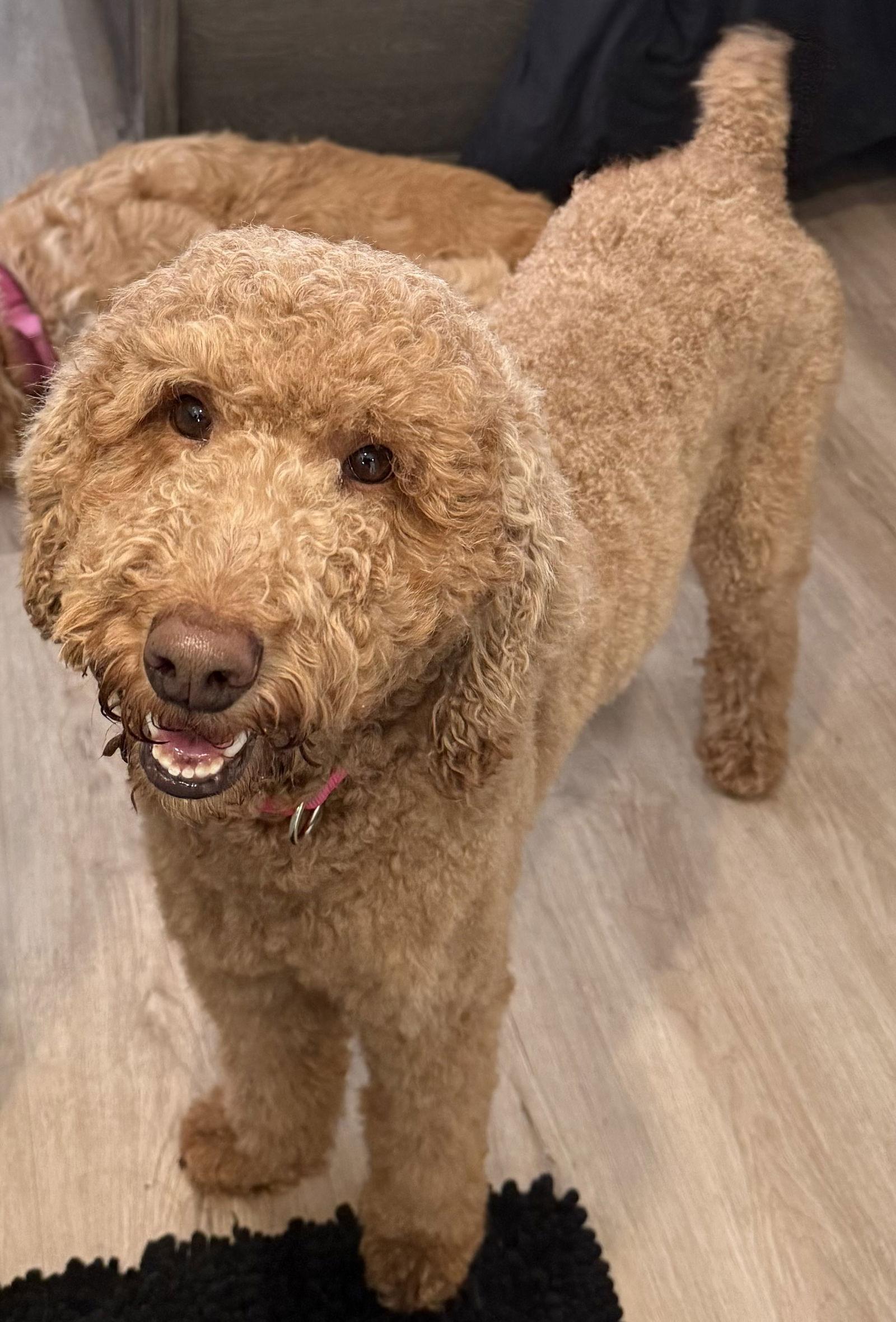 Enlarge Abbi, a Adoptable Poodle in Valrico, FL image 2/3