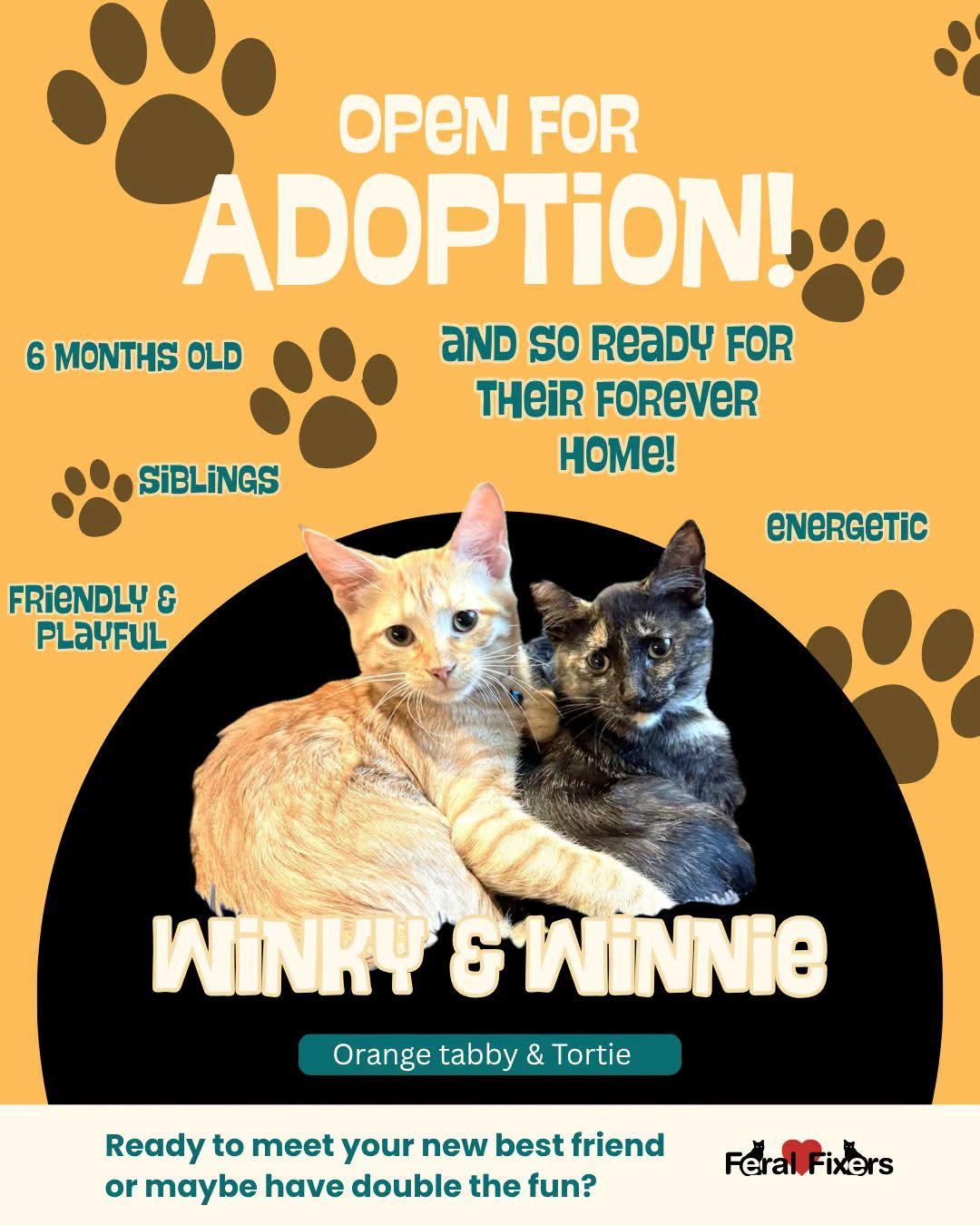 Enlarge Winnie, a Adoptable mixed breed in Lombard, IL image 6/6