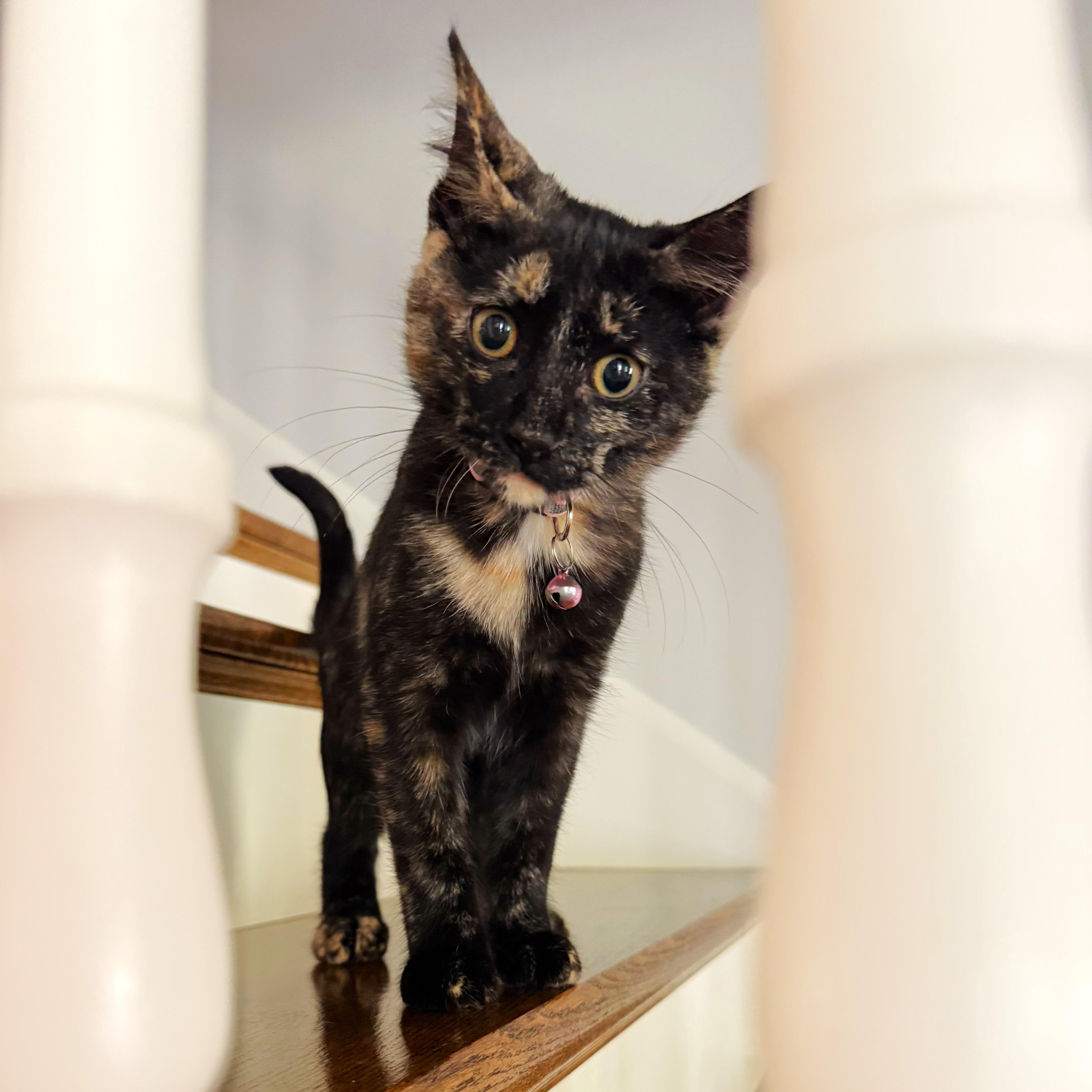 Winnie, a ADOPTABLE mixed breed in Lombard, IL image 3/6