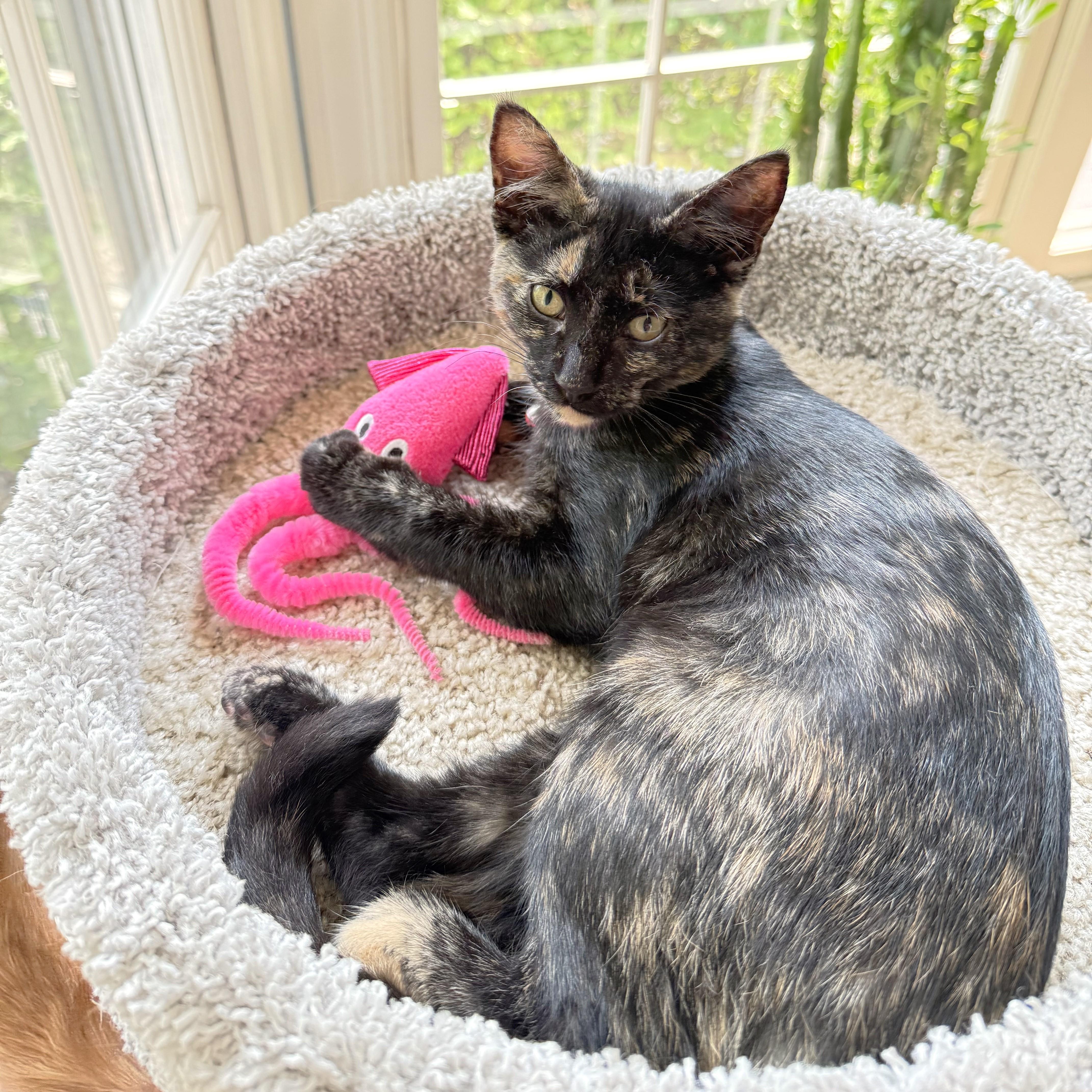 Winnie, a ADOPTABLE mixed breed in Lombard, IL image 2/6