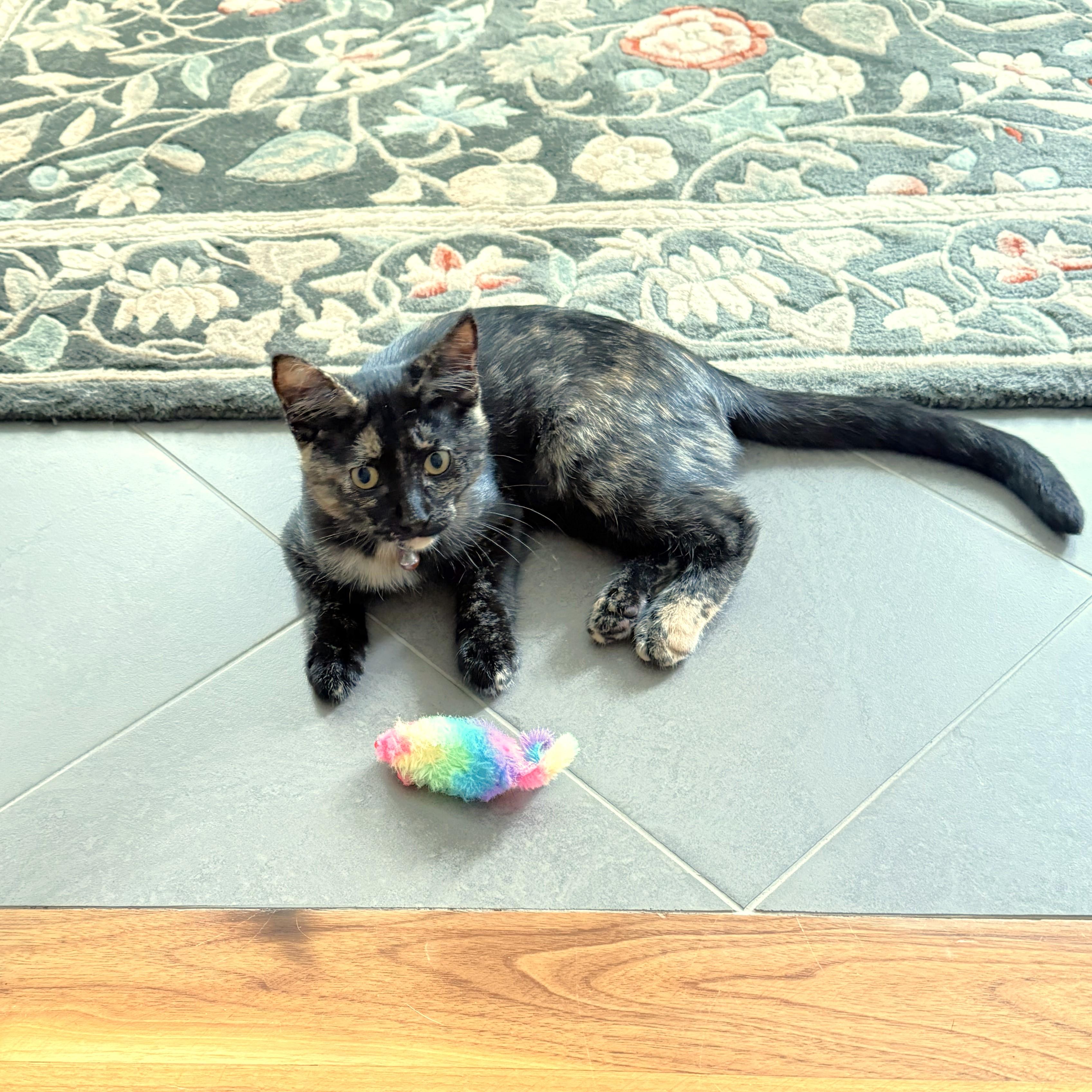 Winnie, a ADOPTABLE mixed breed in Lombard, IL image 4/6