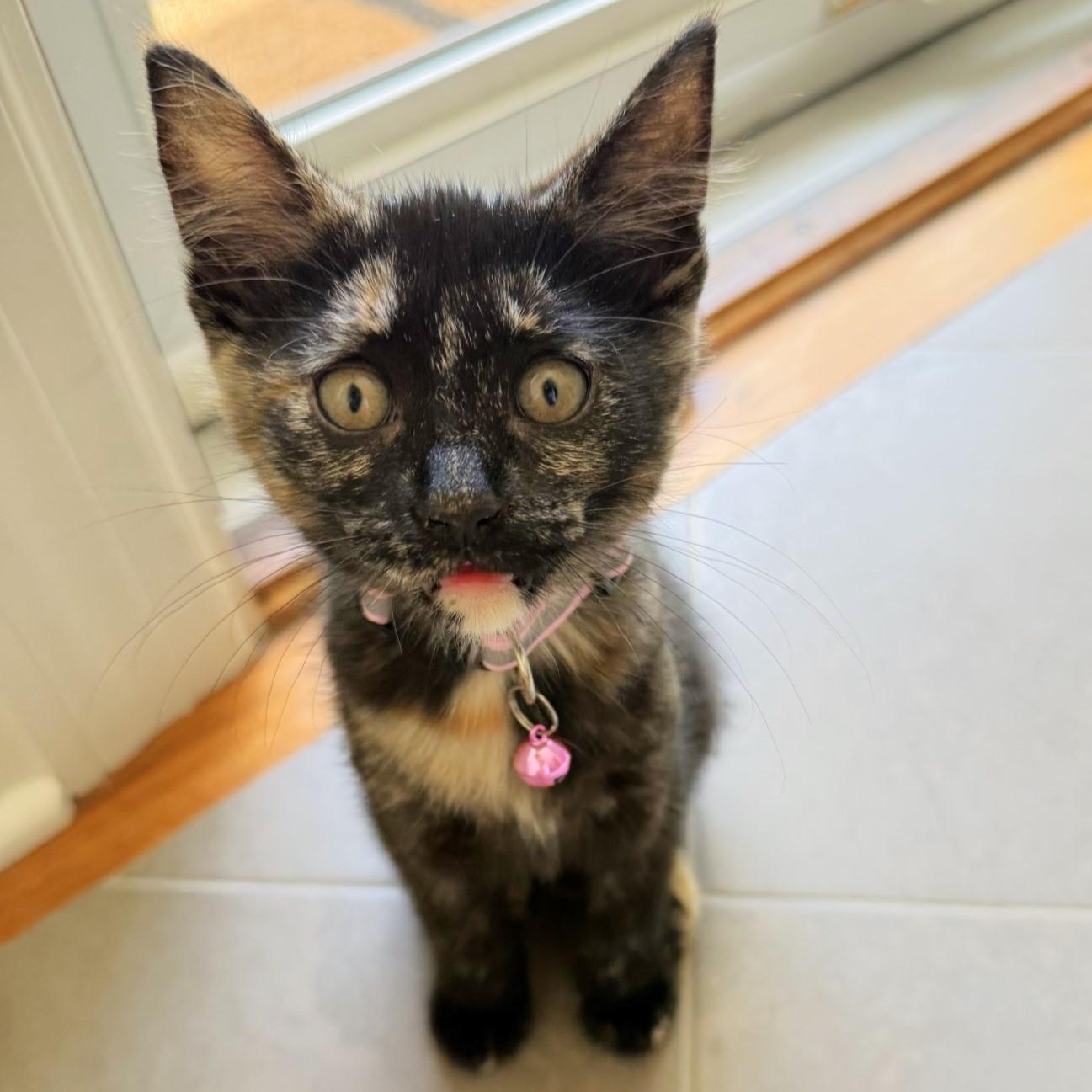 Winnie, a ADOPTABLE mixed breed in Lombard, IL image 1/6
