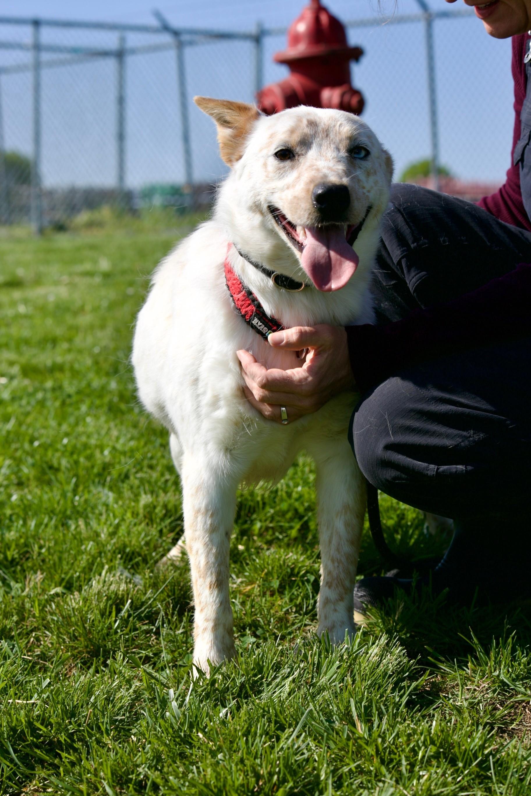 Enlarge Finley, a ADOPTABLE Australian Cattle Dog / Blue Heeler in Mount Sterling, KY image 1/1
