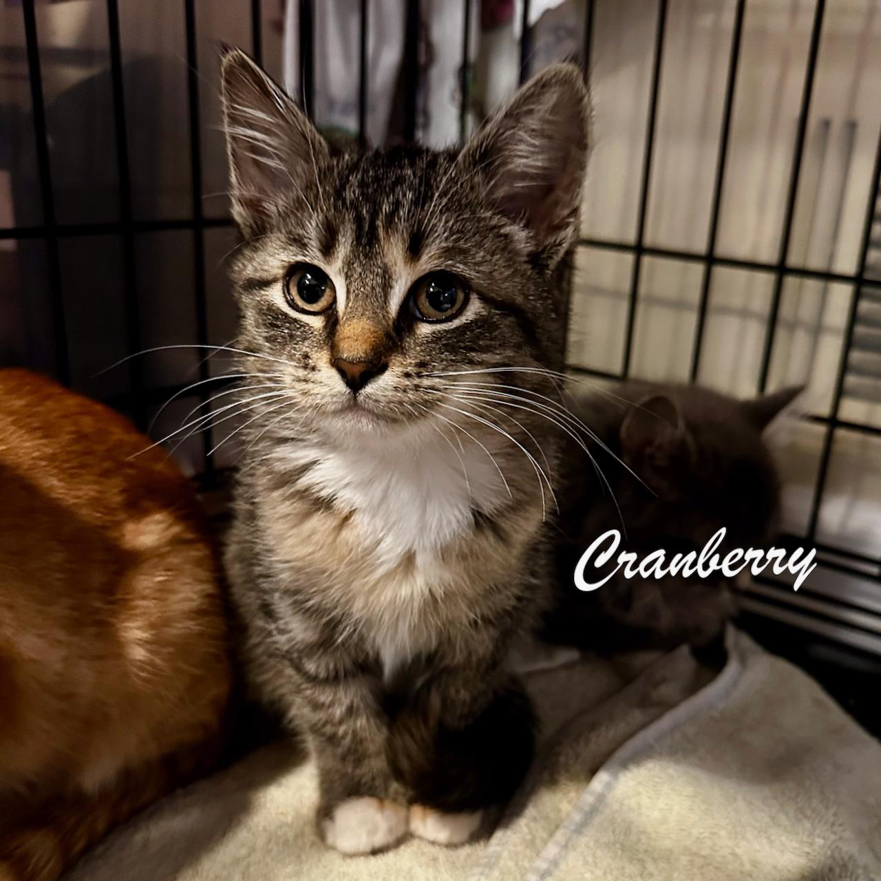 Cranberry (F), Adoptable, Kitten Female Domestic Short Hair & Tabby.