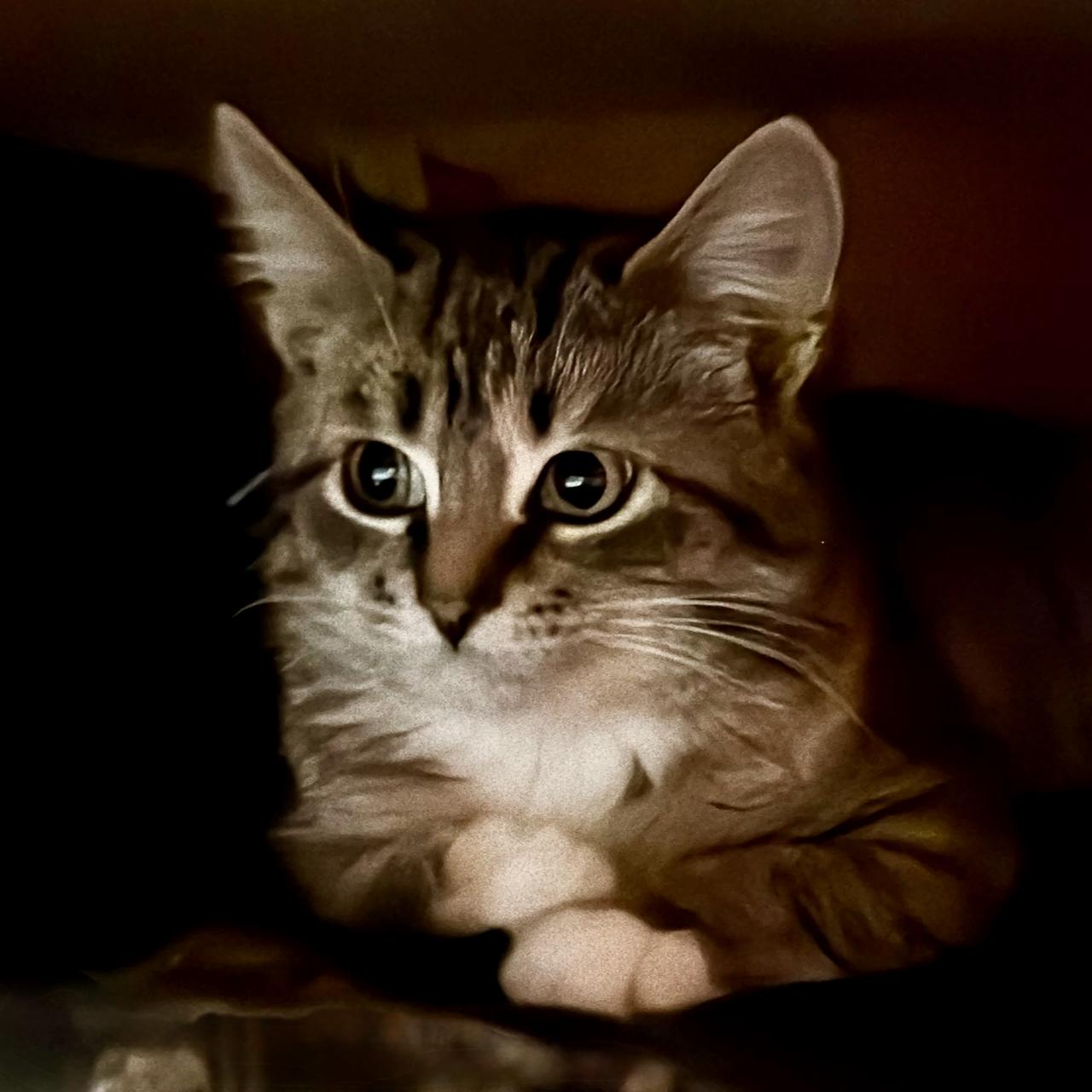 Enlarge Cranberry (F), an adopted mixed breed in East Brunswick, NJ image 2/2