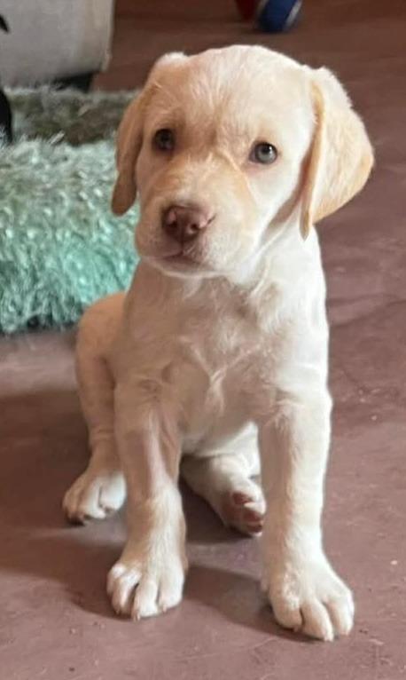 Tara, adopted, Puppy Female Labrador Retriever.