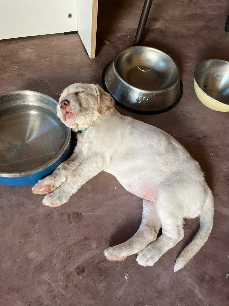 Enlarge Tara, an adopted Labrador Retriever in Corral del Risco, NAY image 2/4