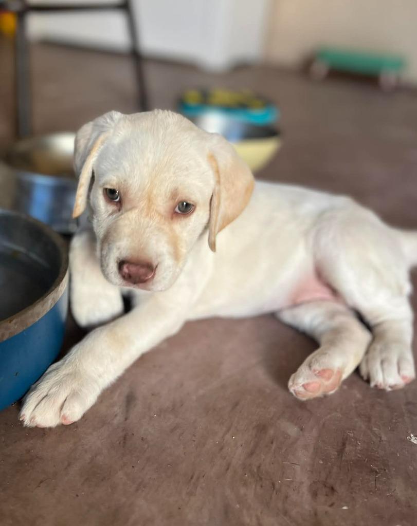 Enlarge Tara, an adopted Labrador Retriever in Corral del Risco, NAY image 3/4