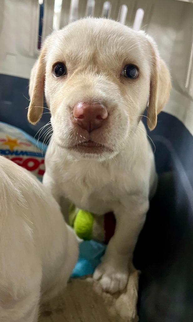 Enlarge Tara, an adopted Labrador Retriever in Corral del Risco, NAY image 4/4