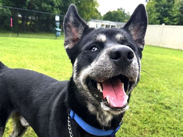 DAMIEN WAYNE, Adoptable, Young Male Siberian Husky & Mixed Breed.