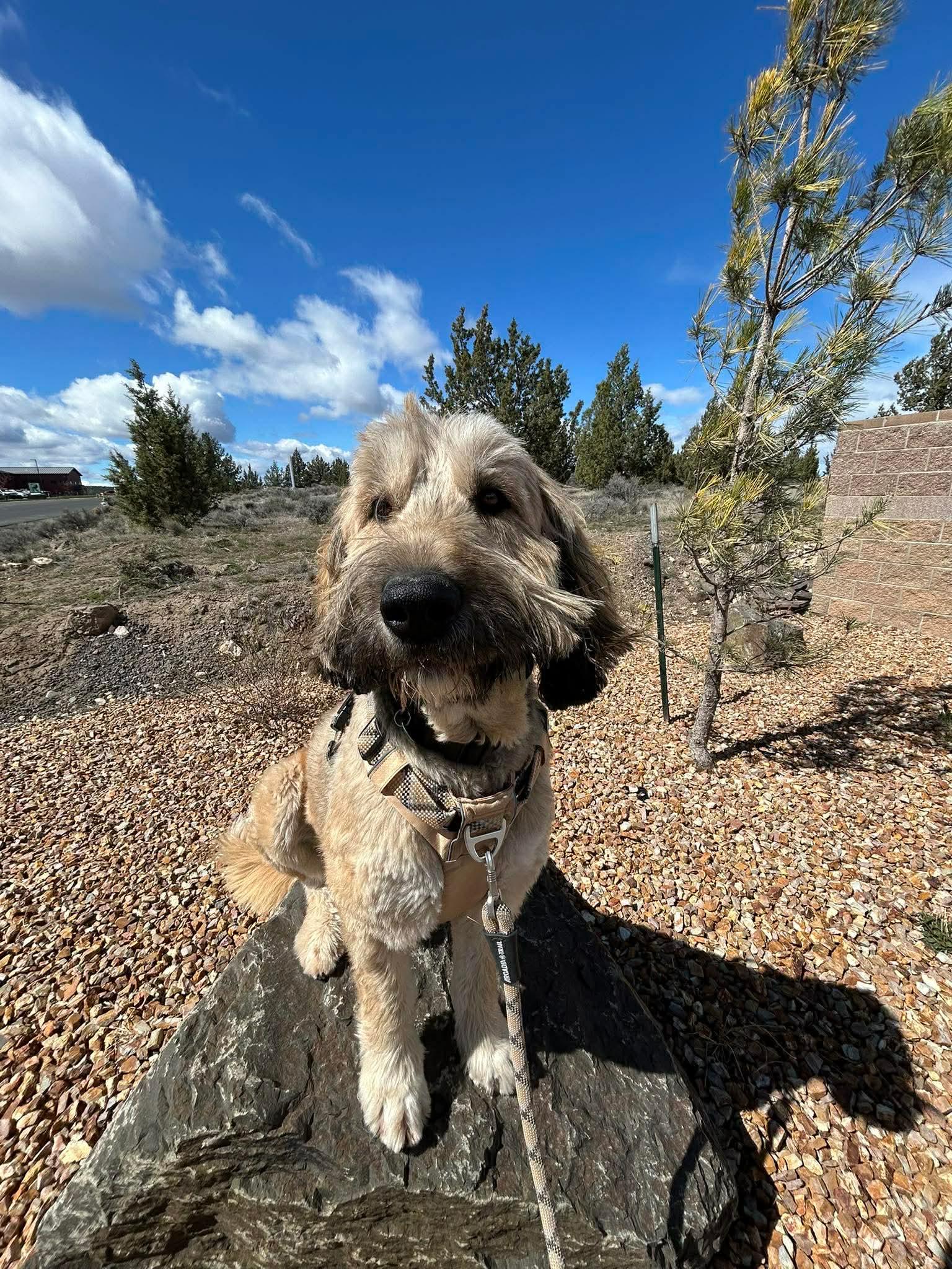 Enlarge Frank, an adopted mixed breed in Prineville, OR image 2/6