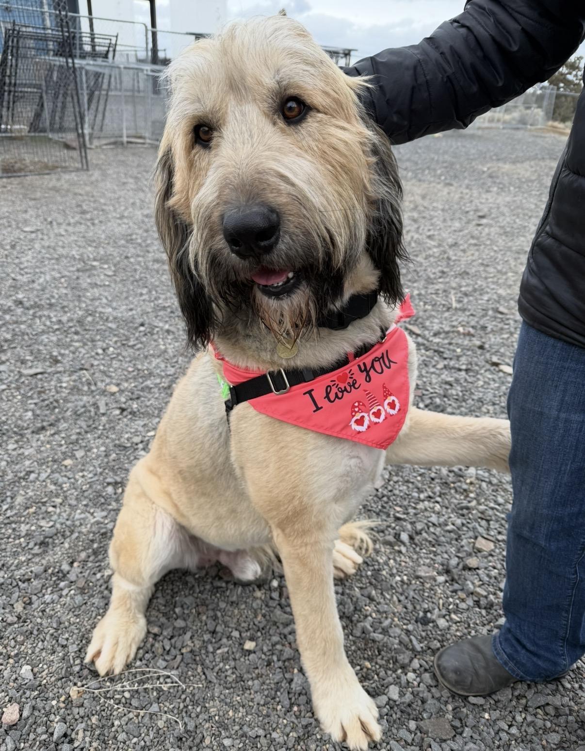 Frank, adopted, Adult Male Great Pyrenees & Standard Poodle.
