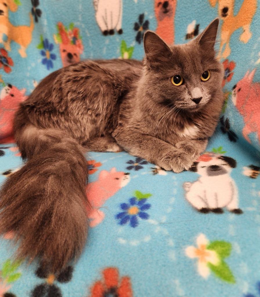 Enlarge Sailor, a Adoptable mixed breed in Superior, WI image 1/1