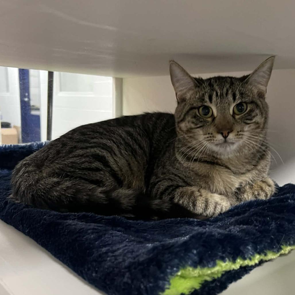 Enlarge Hunter, a Adoptable Domestic Short Hair in Hampton Bays, NY image 1/2