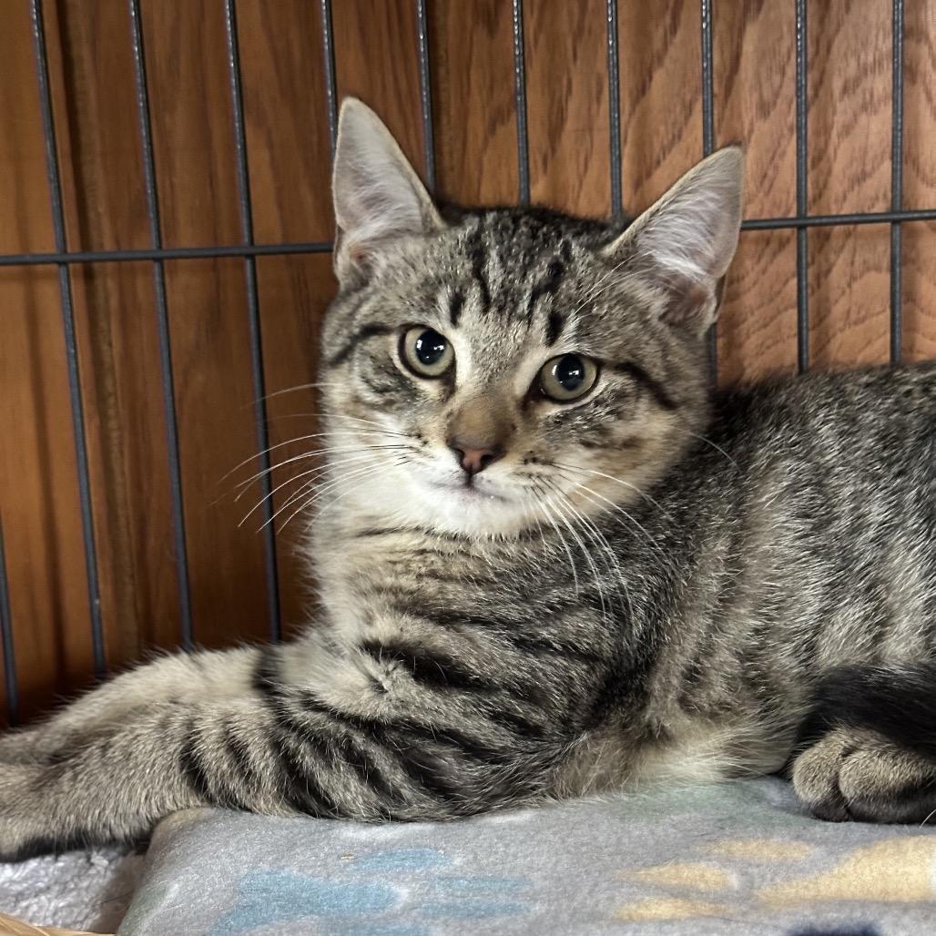 Hunter, Adoptable, Young Male Domestic Short Hair.