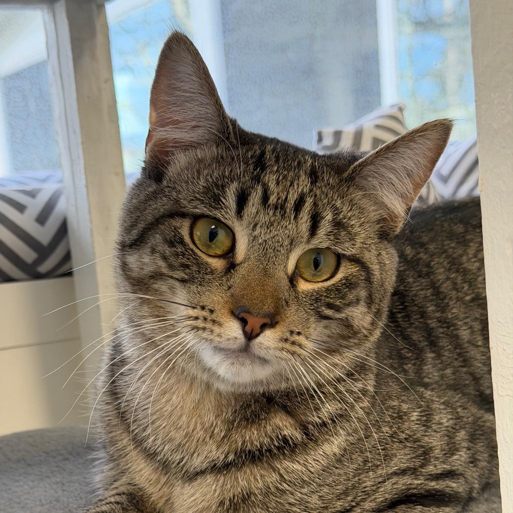 Enlarge Hunter, a Adoptable Domestic Short Hair in Hampton Bays, NY image 3/3