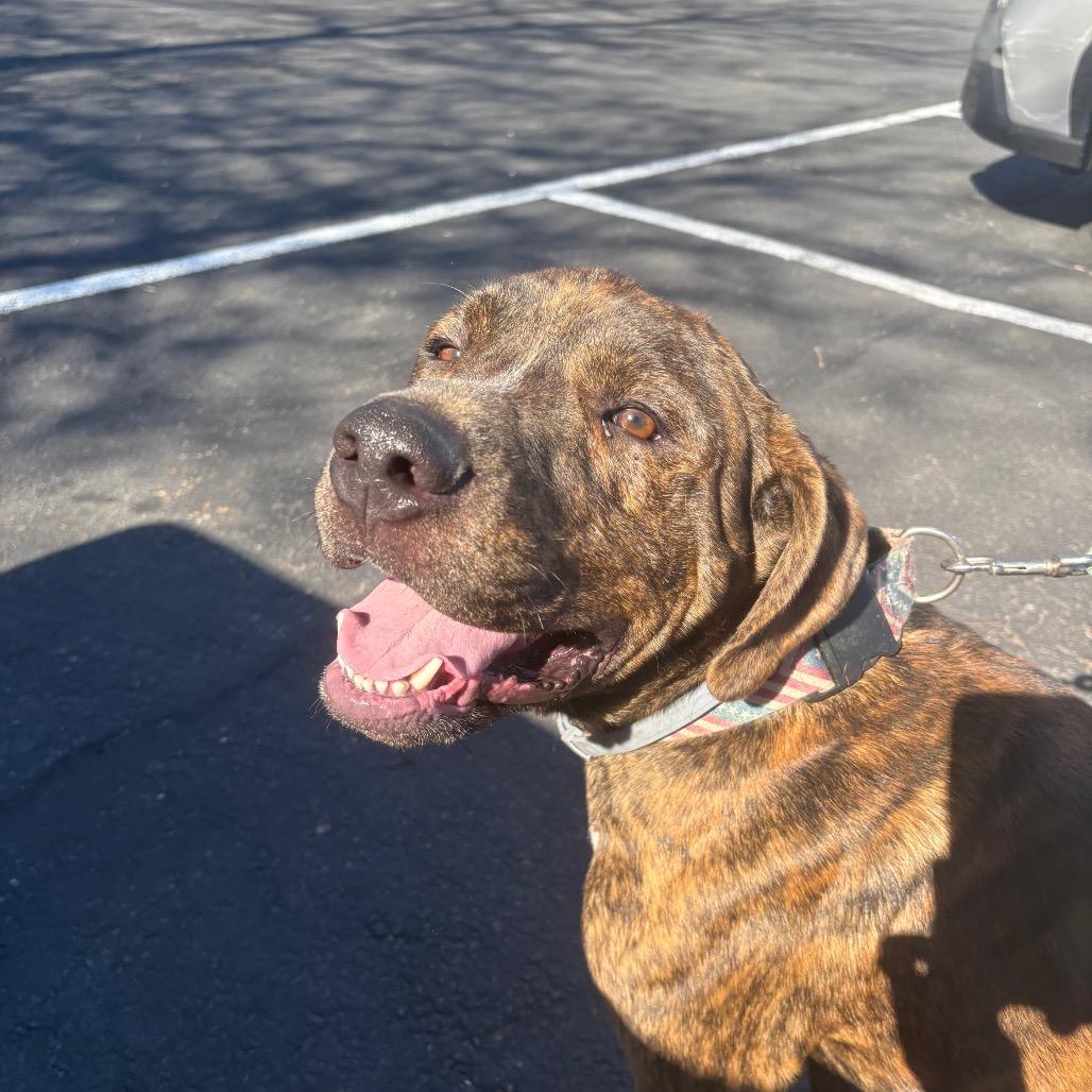 Koda, Adoptable, Adult Male Mixed Breed & Boxer.
