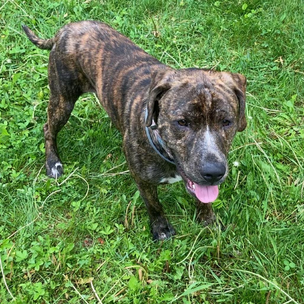 Koda, a Adoptable mixed breed in Saratoga Springs, NY image 2/6