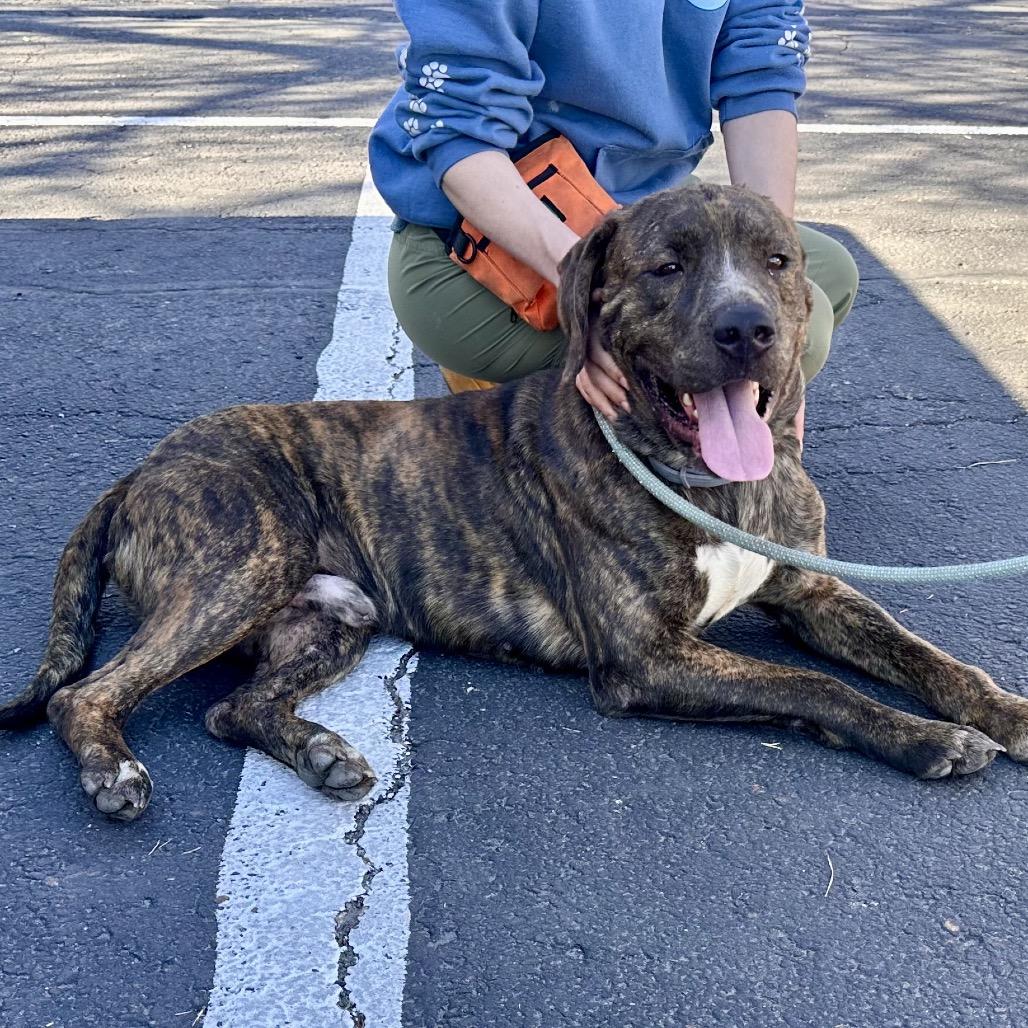 Enlarge Koda, a Adoptable mixed breed in Saratoga Springs, NY image 2/5