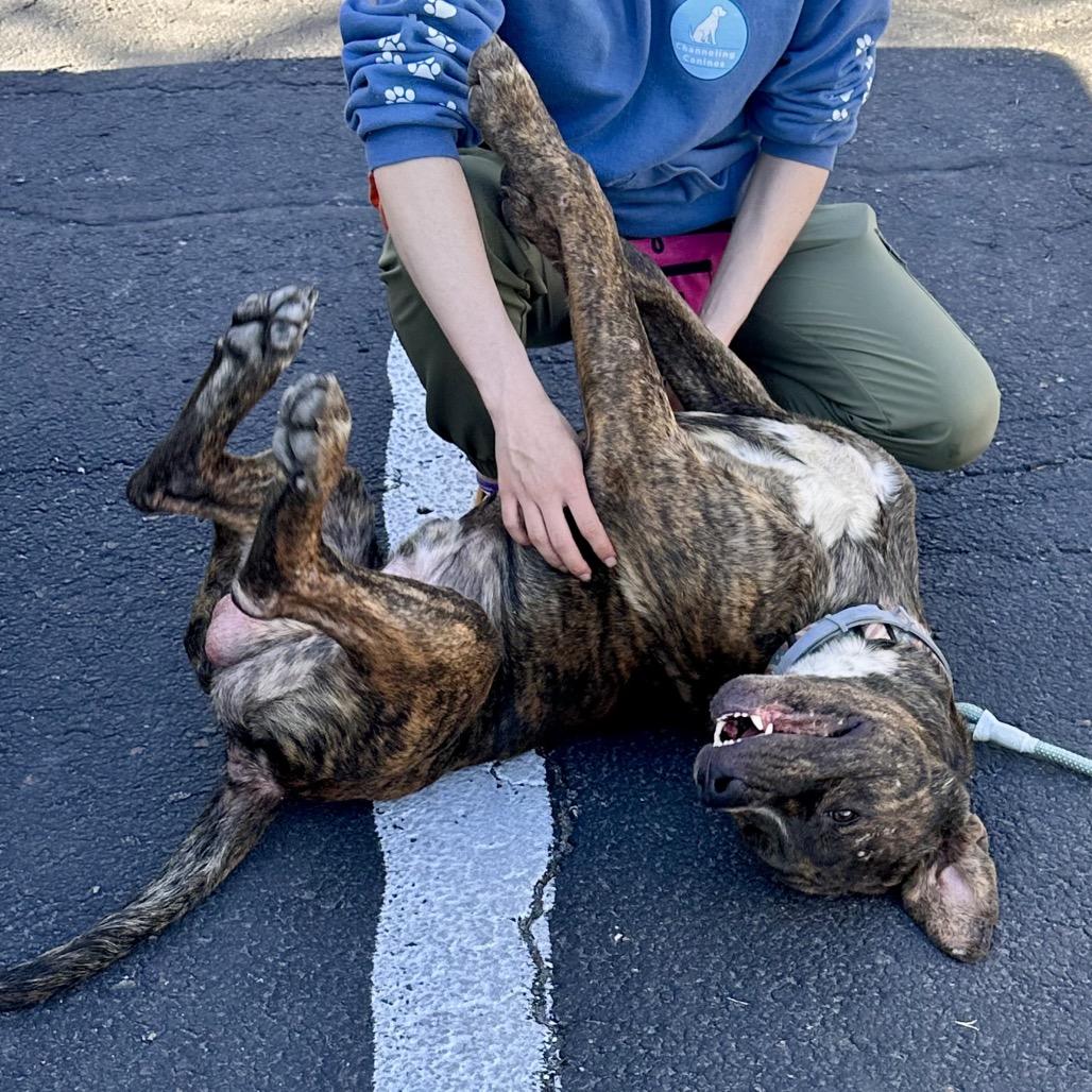 Enlarge Koda, a Adoptable mixed breed in Saratoga Springs, NY image 3/5