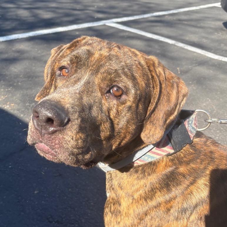 Enlarge Koda, a Adoptable mixed breed in Saratoga Springs, NY image 4/5