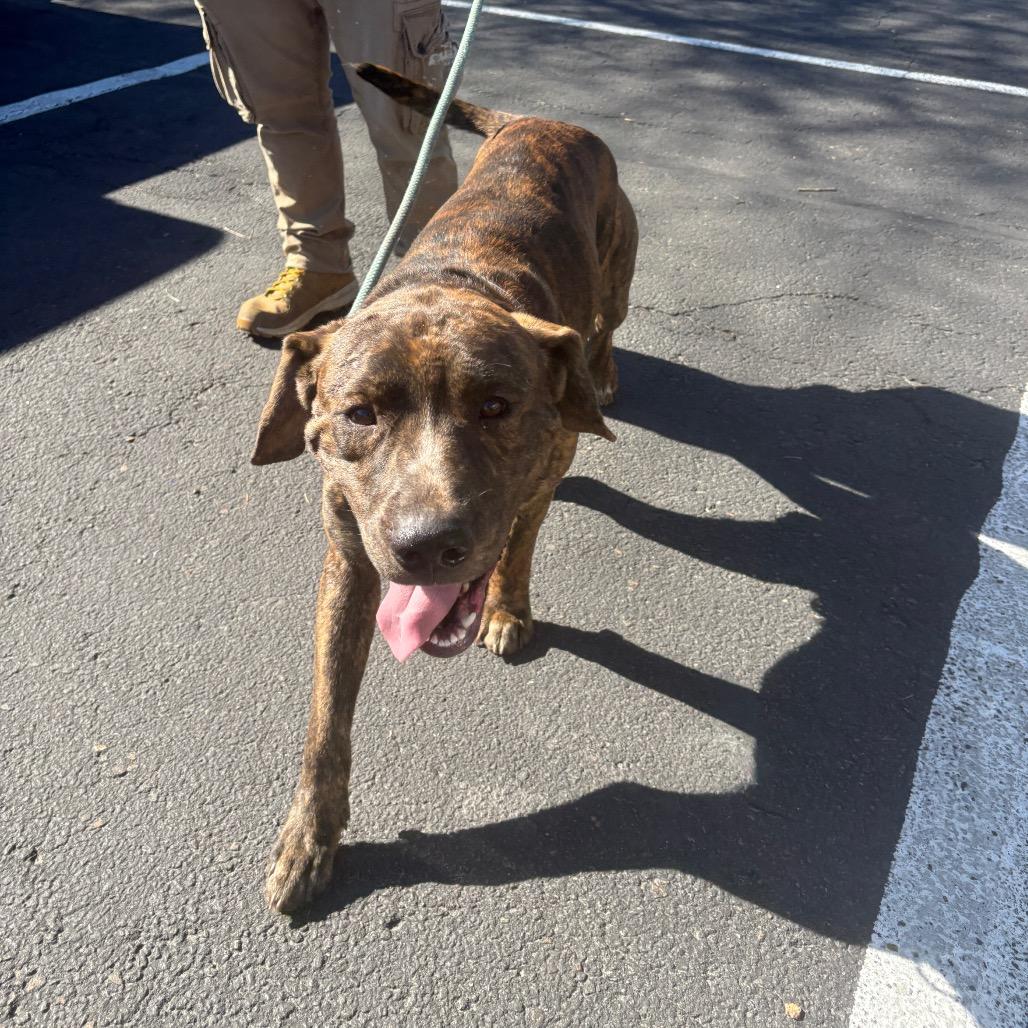 Enlarge Koda, a Adoptable mixed breed in Saratoga Springs, NY image 5/5